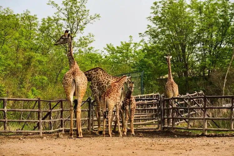 济南野生动物园的小可爱