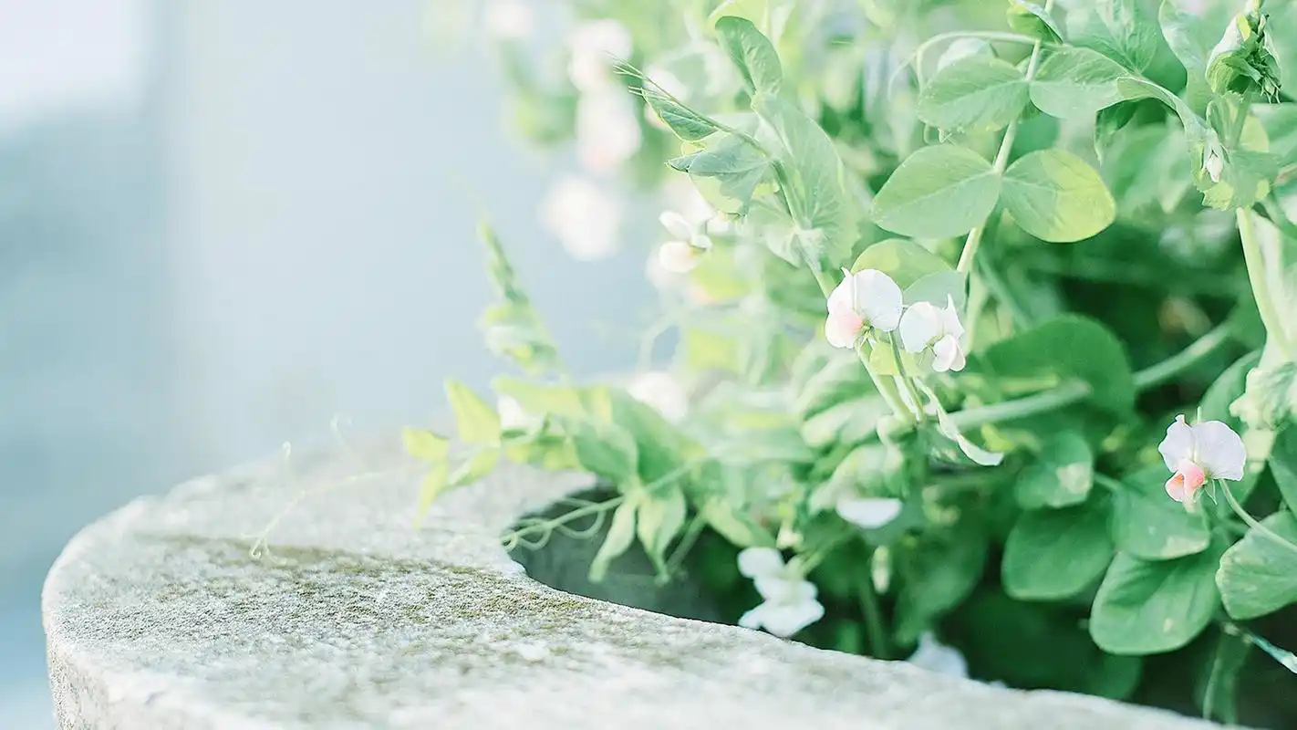 日系小清新家居静物唯美高清桌面壁纸高清大图预览1920x1080_设计创意