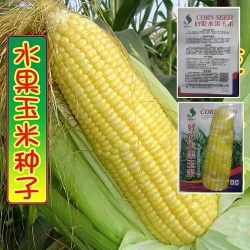 超甜水果玉米种子高产大棒甜糯新品种矮杆早熟早熟南方春夏秋季播