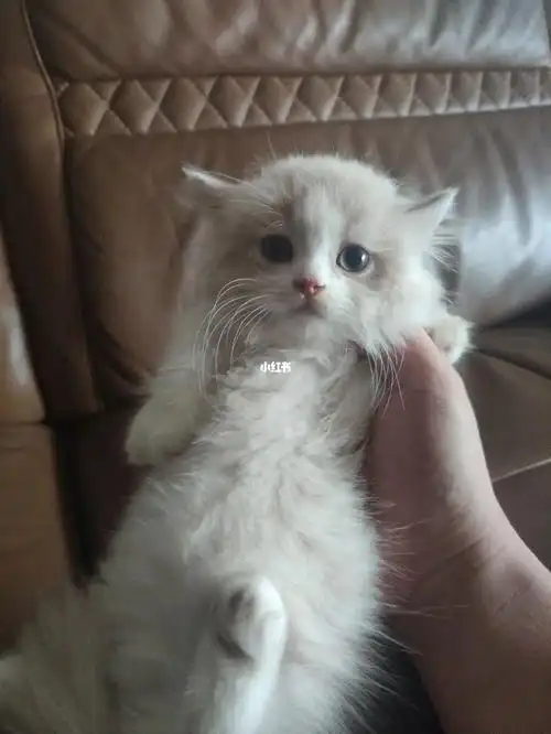 找家长接肥家啦060606#乳白拿破仑矮脚猫  #拿破仑  #英短乳白