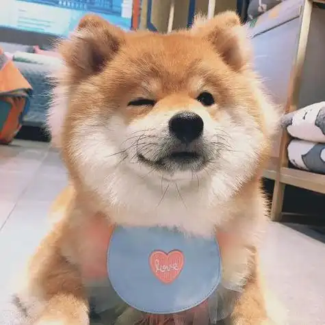 小红书可爱狗头头像 可爱头像图片大全 -【爱个性】