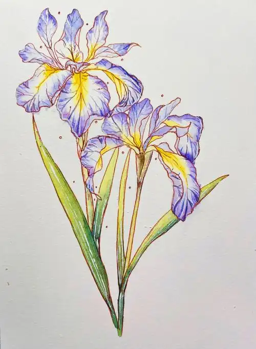 超级简单的水彩画鸢尾花