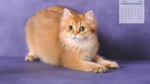 2021年8月超级呆萌可爱的小猫咪日历写真,月历壁纸-回车桌面