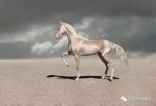 马种百科之马种分类热血马:④阿克哈-塔克马