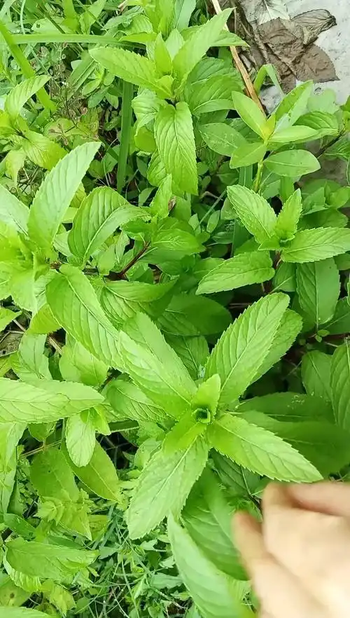 野生薄荷是夏天最好的茶饮,可以让你口气清新,清热解暑!