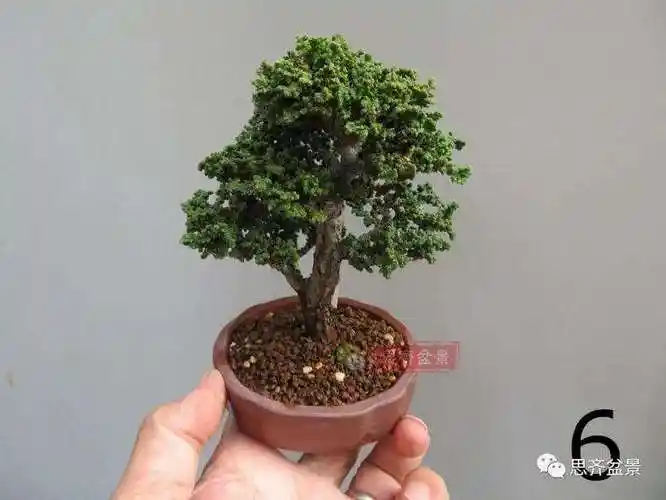 图解微型石化桧盆景怎么翻盆修根