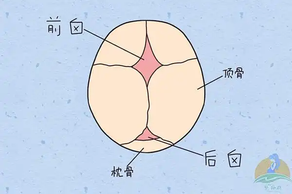 婴儿头骨形状