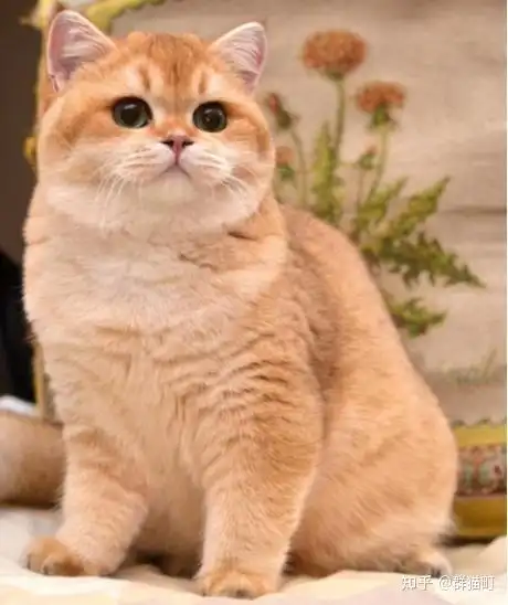 英短金渐层的色号和品相标准