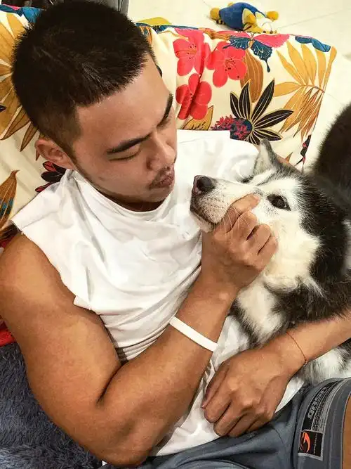 鹅纸都要7岁了怎么还这么会撒娇呢哈士奇