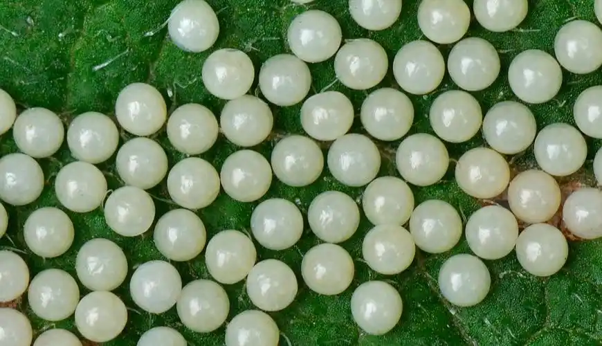 某娥卵?蝶bb仔?呵呵呵!