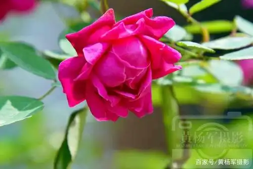 阳光下娇美迷人的月季花,红艳熟悉的花朵很漂亮