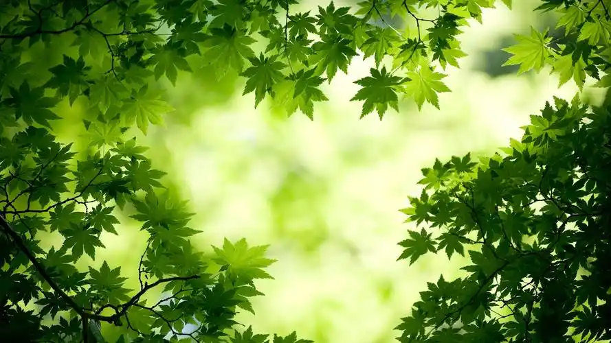 护眼壁纸【250】(小清新静态壁纸) - 静态壁纸下载 - 元气壁纸