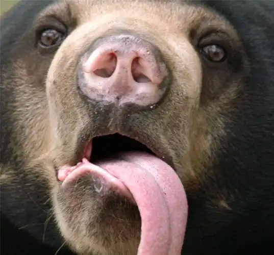 男子登山遭母熊袭击,挥拳猛击熊脸,用脚踹熊头,吓得熊带仔离去