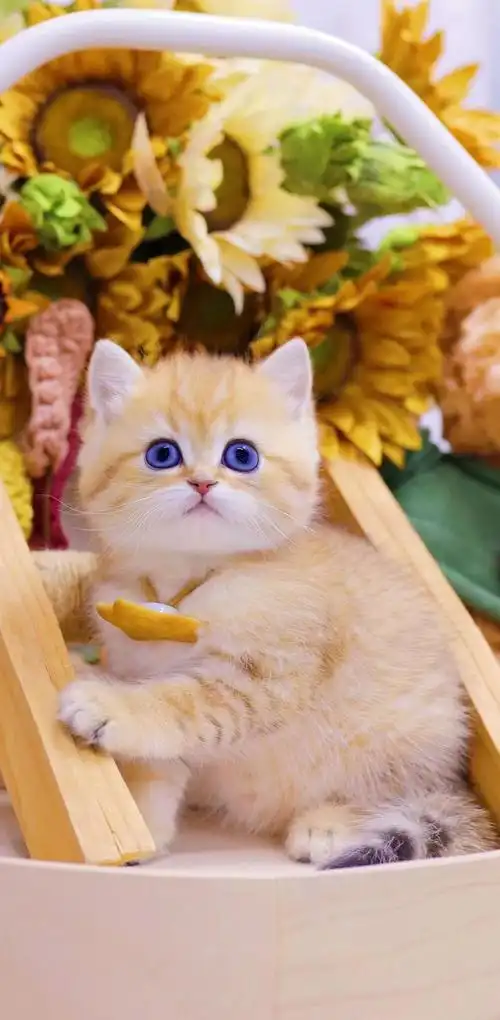 ny12色纯种英短金渐层11色绿眼睛金色小奶猫25色宠物猫小幼崽批发