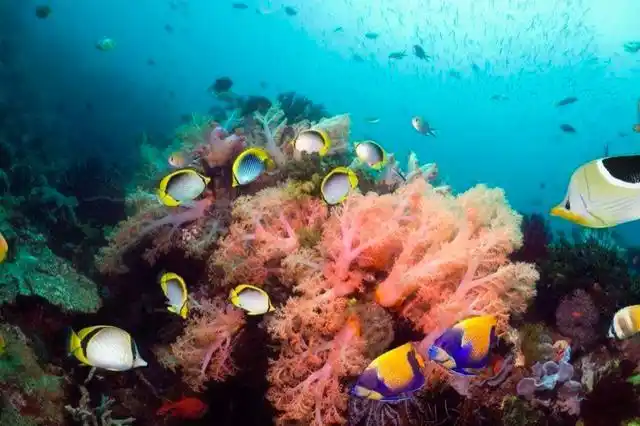 为什么说深海1万米的水压很可怕鱼还能在深海里游动呢