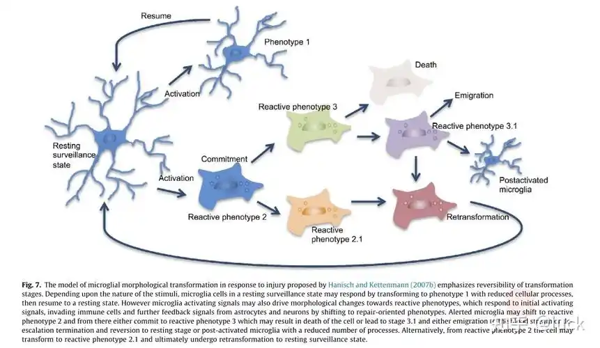 小胶质细胞的形态学奥秘