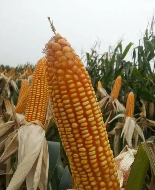 高产多抗国审新品种德利农988玉米种5