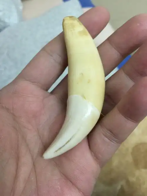 麻烦大神帮我看看这是真的虎牙吗!