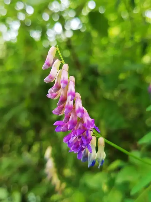 秀美艳丽 野豌豆花