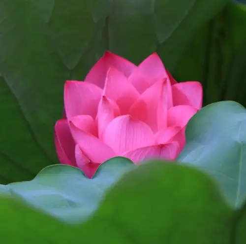 粉色荷花来自九江和中广场,白色莲花来自瑞昌安定湖.