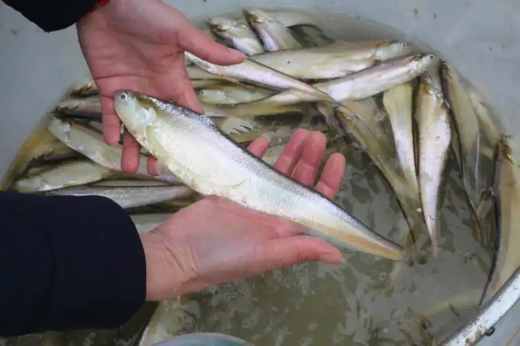 嘉定有个刀鱼仿生池近2万尾刀鱼在此繁育