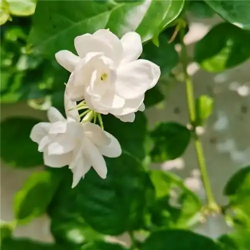 素雅清新花朵头像