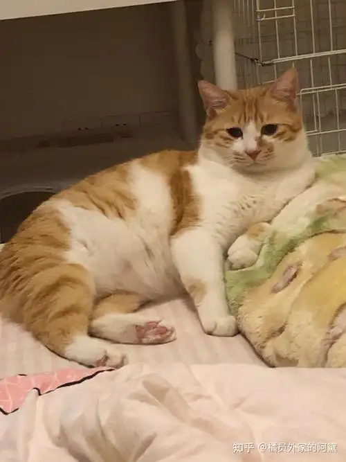 新手养转让的成年橘猫怎么养?