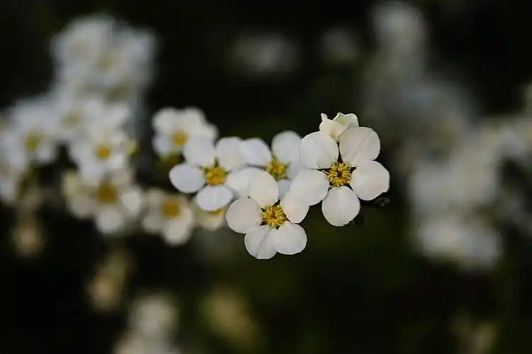 【喷雪花摄影图片】闵行体育公园生态摄影_orc_sjq_群_太平洋电脑网摄