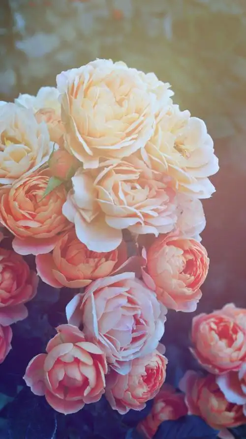 花 文艺 复古 line 换不完的背景手机壁纸.