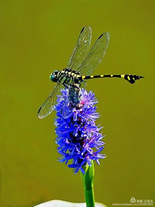 夏天的舞者一一美丽的蜻蜓