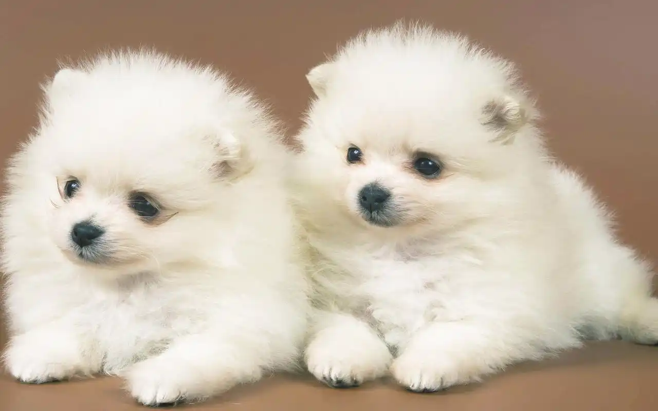 呆萌可爱双胞胎宠物图片桌面壁纸