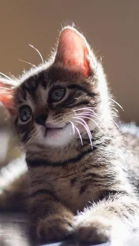 可爱的宝宝小猫,看,眼睛,眩光