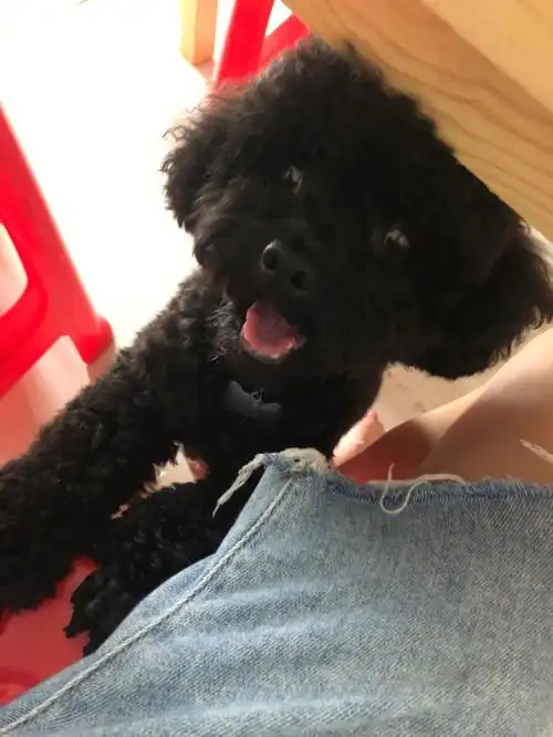 听说所有的黑色泰迪都长一个样