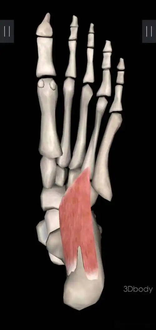 足底方肌起止点