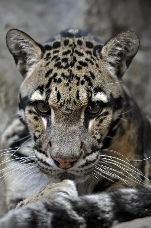 cloudedleopard0331byrobbobert