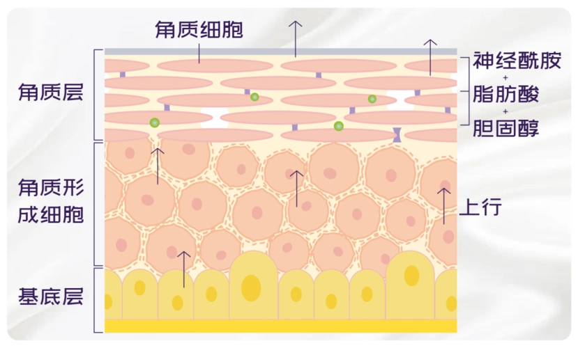 每过 28 天,角质层就会自行更新一次,其中老旧的角质细胞(角质层的