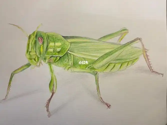 彩铅蚂蚱05
