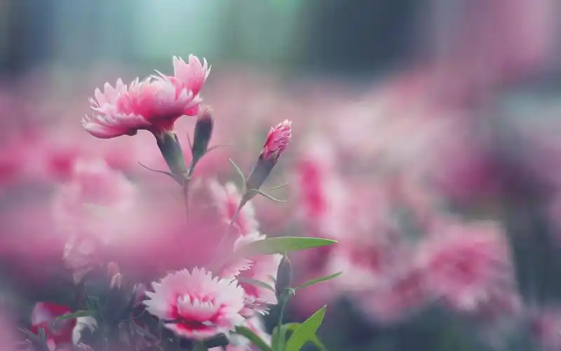 盛开的花朵唯美小清新壁纸高清大图预览1920x1080_植物壁纸下载_美桌