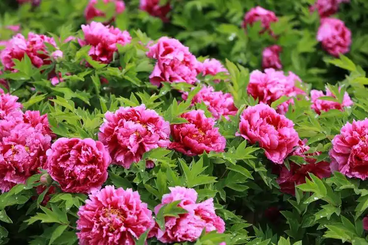 惟有牡丹真国色,花开时节动京城