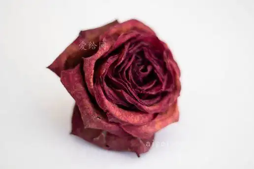 白面红玫瑰(red rose flower on white surface)_图片_jpg - 大小:2m