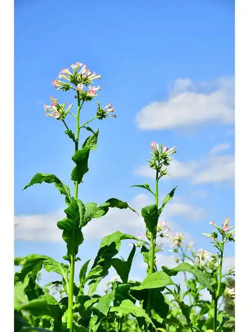 蓝天白云下烟草的花