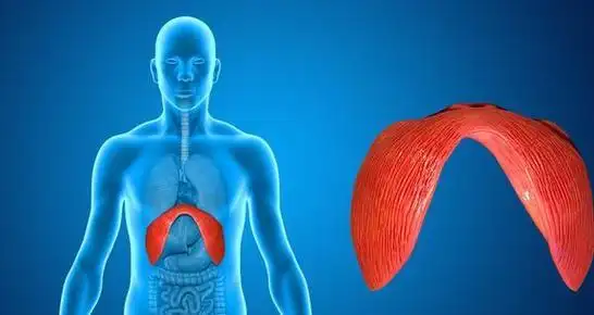 让瑜伽习练事半功倍|肌肉|胸腔|膈肌|横膈膜|肋间肌|横隔膜_网易订阅