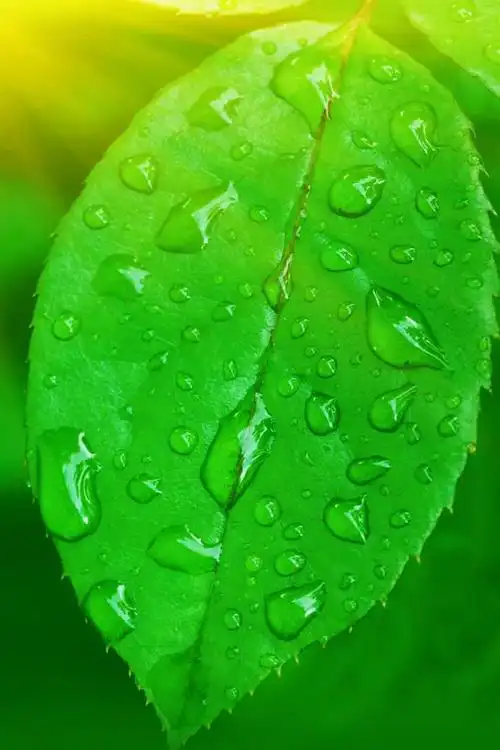 绿色清新叶子特写,高清图片,手机锁屏桌面-壁纸族