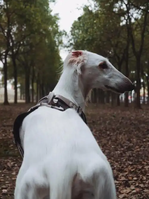 山间的一匹白马