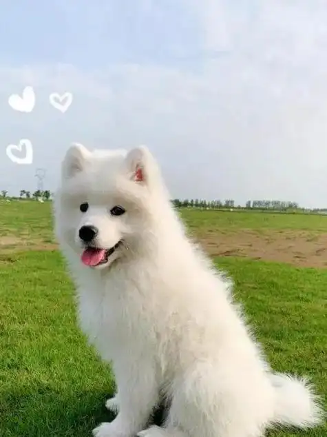 萨摩耶vs银狐,外观相似,性格却大相径庭!别让银狐犬"冒充"了