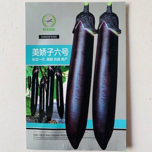 美娇子六号紫黑茄种子耐热湿抗病杂交茄子种深紫黑色高产高端品种