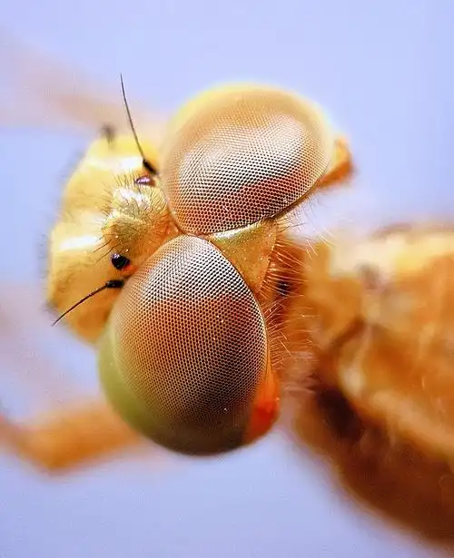 蜻蜓复眼特写手机微距