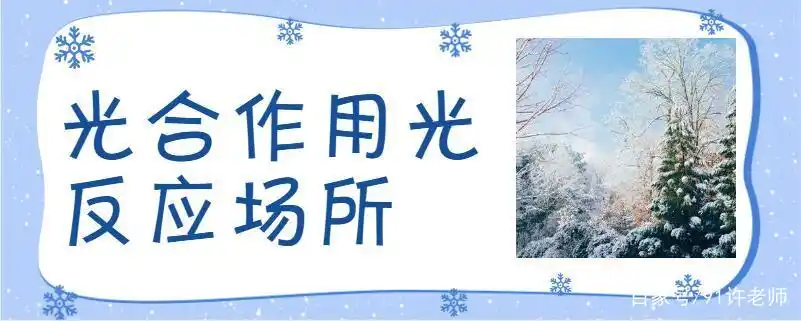 光合作用光反应场所