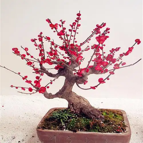 梅花盆栽老桩红梅腊梅盆景树苗花卉耐寒植物室内阳台庭院四季包邮