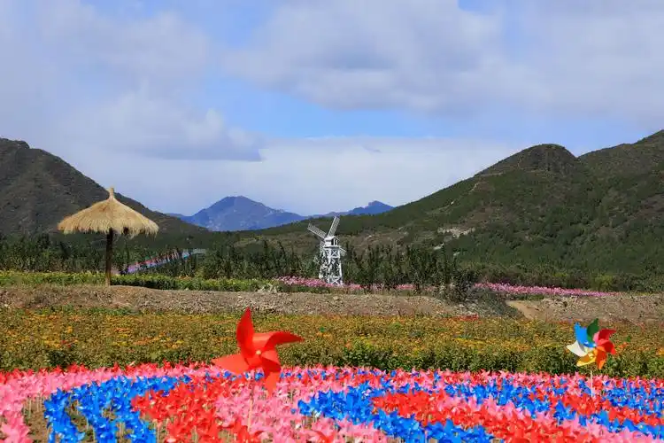 秋游怀柔圣泉山千亩花海